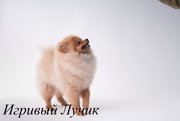 Щенки померанского шпица