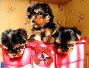 Йорки щенки мини и стандарт