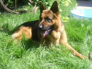 Вязка с кобелём немецкой овчарки