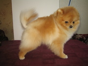 мальчик. померанского шпица. Документы КСУ,