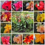  Клубни канны замысловатых оттенков 11сортов