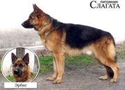 Щенки немецкой овчарки из питомника