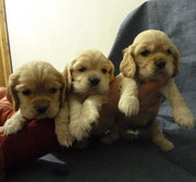 Щенки американского кокер спаниеля