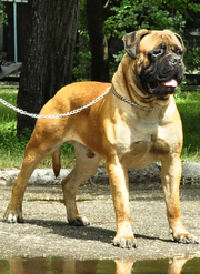 Бульмастиф щенки