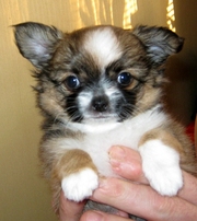 Щенок чихуахуа длинношерстный мальчик,