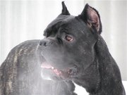 Щенки кане корсо