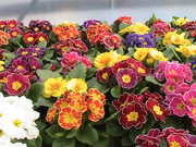 Примула мелкий и средний опт