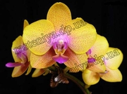 Rasteniya.dp.ua - Информация про комнатные растения,  уход,  полив,  пересадка и много чего интересного  