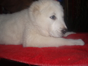 Продам щенков среднеазиатской овчарки