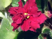 Сортовые фиалки (сенполии)