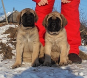 Продам  английского мастифа