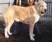 САО плановый помёт, отличное качество, знаменитые крови