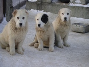 Среднеазиатская и Кавказская овчарки (Щенки)