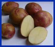 семнной голландский картофель сорт Пикассо