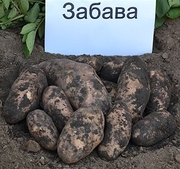 семенной картофель сорт Забава