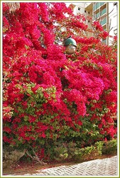 Глициния (wisteria floribunda), саженцы.