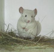 Цветные шиншиллы из домашнего питомника