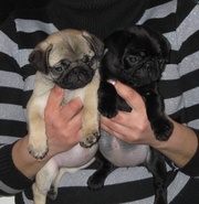 Мопсики черного и бежевого окраса. С документами и без.