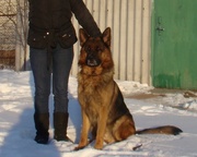 Кобели немецкой овчарки для вязки шоу-класса