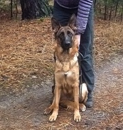 Немецкие овчарки. С документами и без. 