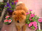 ПРОПАЛА ЧАУ-ЧАУ,  сука рыжего окраса