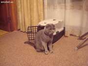 Шотландский кот приглашает