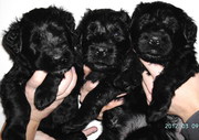 Щенки русского черного терьера ждут хозяев