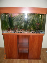 Продам Аквариум на 200 л с тумбой