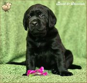 Элитный щенок лабрадора