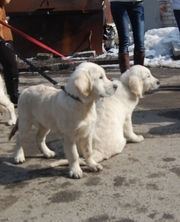 Продам подрощенных щенков золотистого ретривера