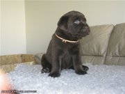 Щенки лабрадора шоколадного окраса  от Чемпиона Франции
