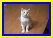 Британский кремовый биколор котенок от чемпиона