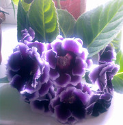 Предлагаю глоксинии: цветущие, черенки