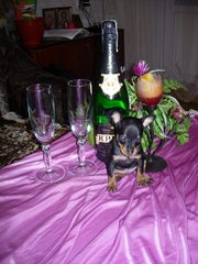 Щенок той-терьера