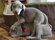 Веймарская легавая щенки Poland, 