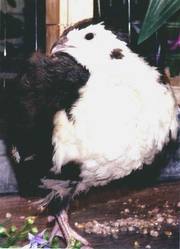 перепела инкубационное яйцо