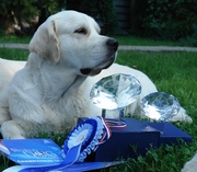 Щеночки голден ретривера от Актавиана Золотая Хортица