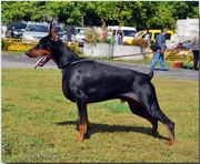 Элитные щенки добермана