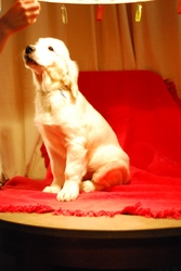 Щенки Золотистого Ретривера