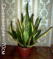 Комнатные цветы