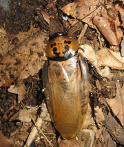 Шеститочечный таракан (Eublaberus distanti)