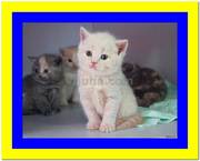 Британский клубный кремовый котенок от интерчемпионов