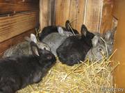 кролики мясных и элитно-меховых пород