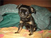 продаю . щенок пти-брабансона (малого брабансона)