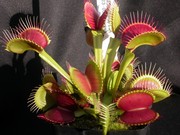 Растения-хищники, плотоядные растения, дионея, росянка, насекомоядное