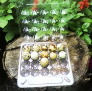 Инкубационные яйца перепелов.