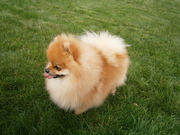 Померанский Шпиц Мини щенки