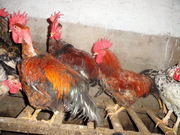 петухи домашние
