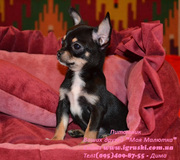 Элитные щеночки чихуахуа шоу-класса питомника Моя Малютка