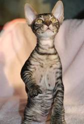 Котята породы корниш рекс, в продаже, Киев